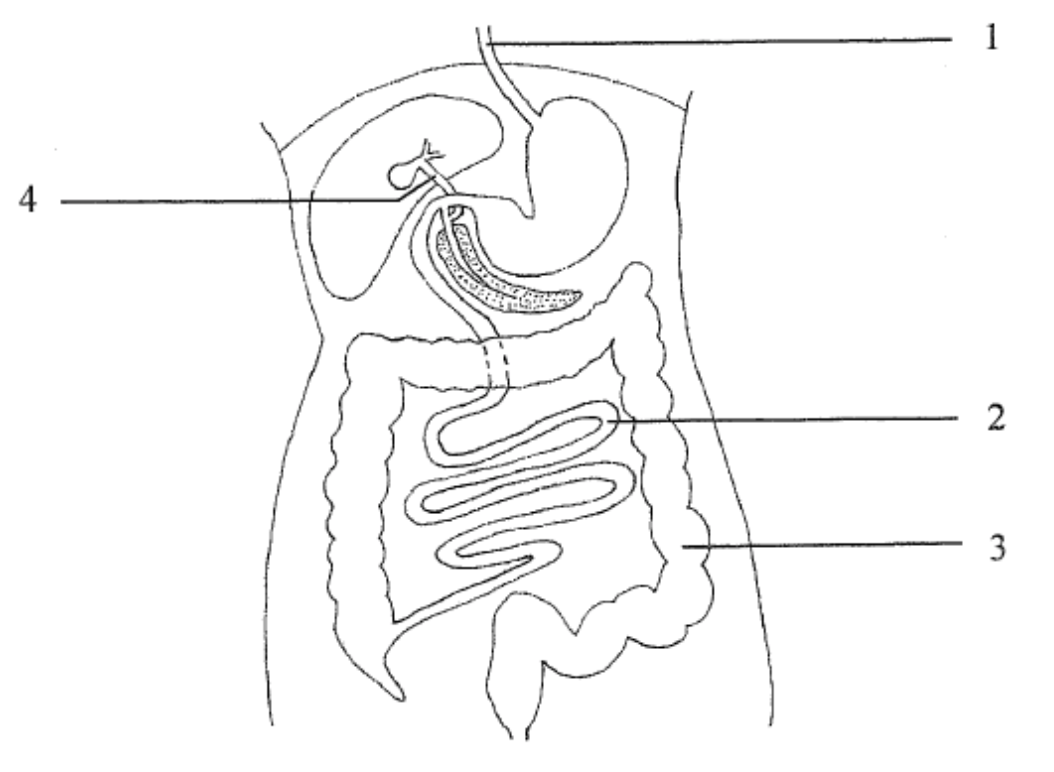 sc-1 sb-1-Digestion and Absorptionimg_no 127.jpg